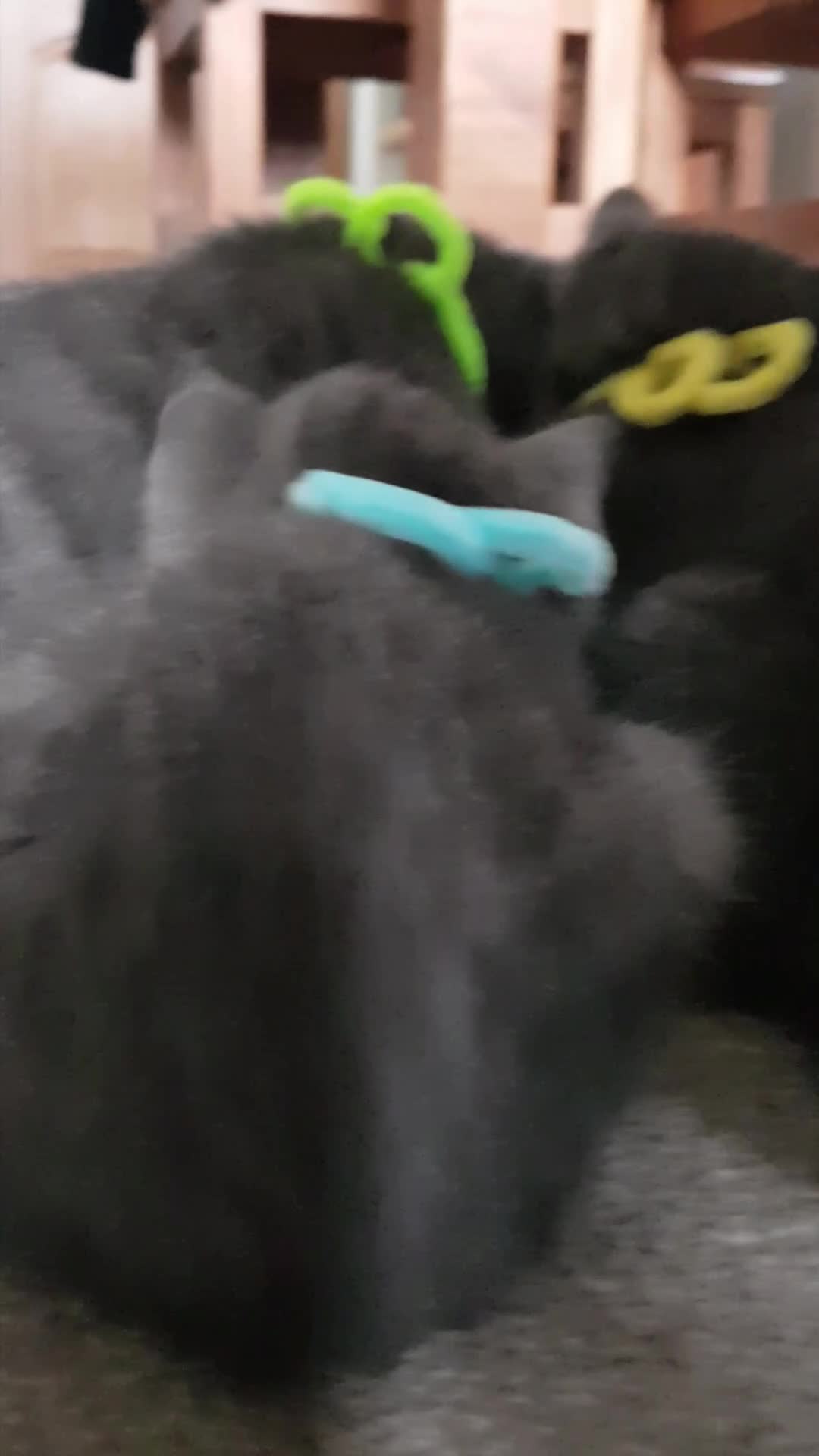 Mixed Breed cats for sale: Grey kittens  - Video 3