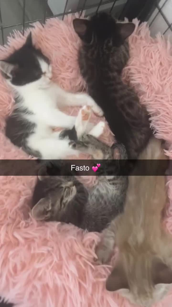 Ragamese cats for sale: Beautiful ragamese/bengal  - Video 3