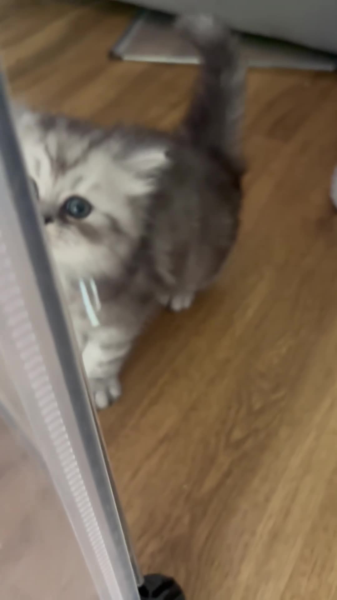 Persian cats for sale: Long Hair Persian / Ragdoll Kittens  - Video 5