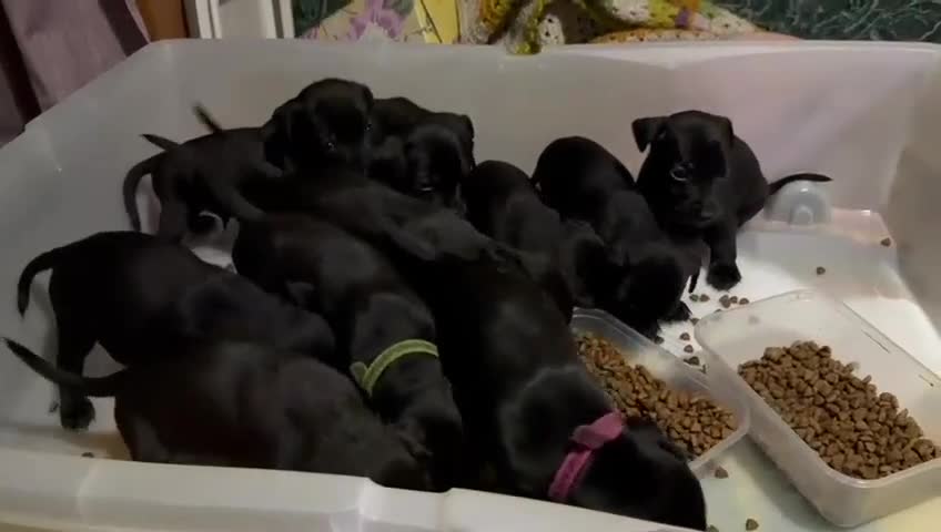 Patterdale Terrier dogs for sale: Patterdale puppies, good strong pups, home bred. - Video 1