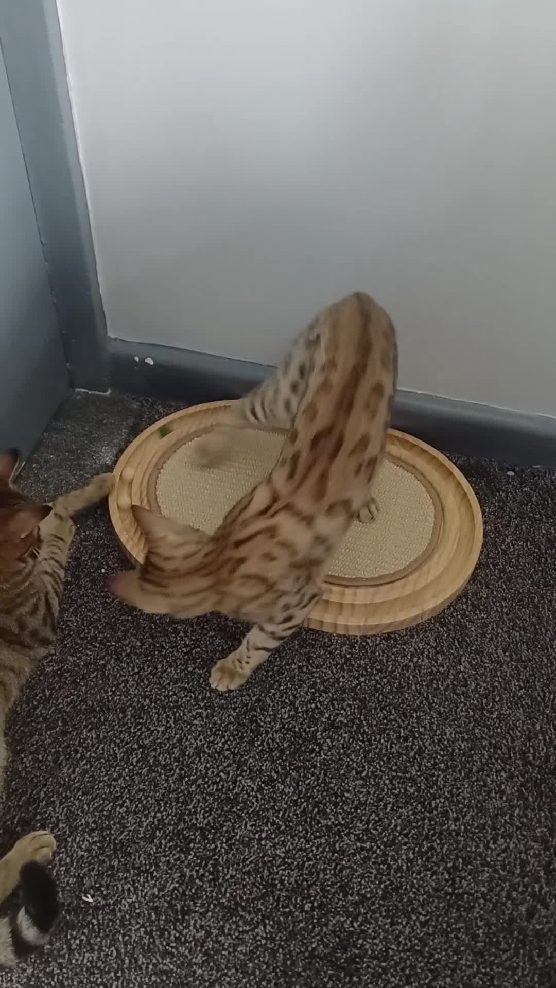 Bengal cats for sale: Sweet bengal kitten - Video 1