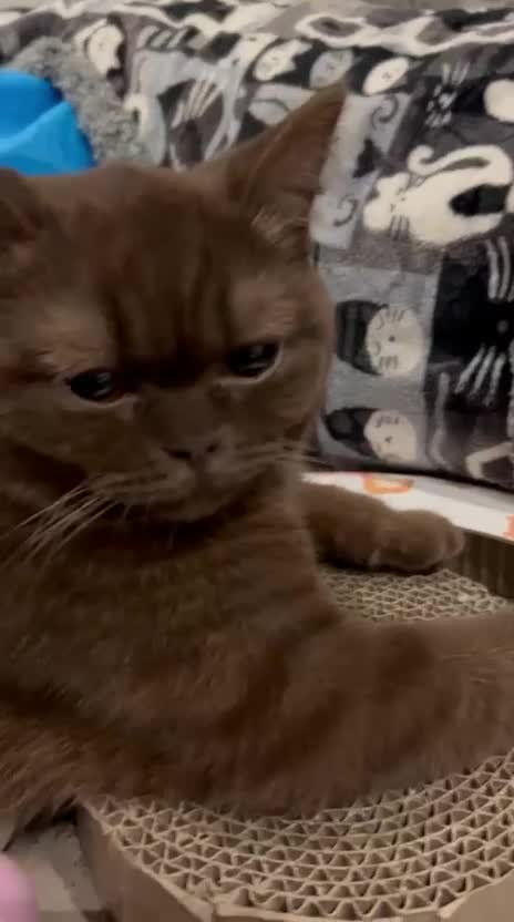 British Shorthair cats for sale: Adorable chocolate British shorthair kitten - Video 3