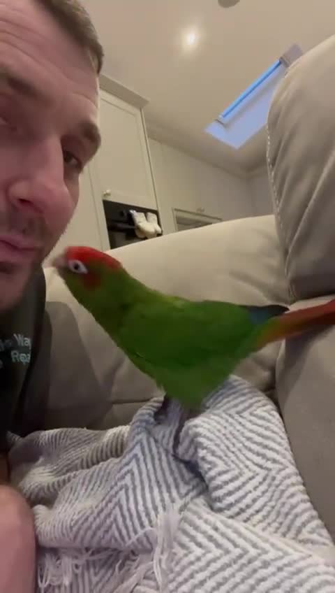 Conures birds for sale: Rose Crowned Conure ‘hand reared’  - Video 2