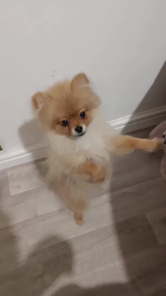 Pomeranian dogs for sale: Lovely Pomeranian looking for loving home - Video 1