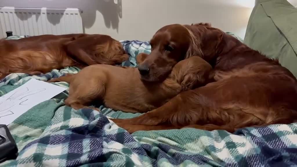 Irish Setter dogs for sale: Irish Setter Puppy - Video 1
