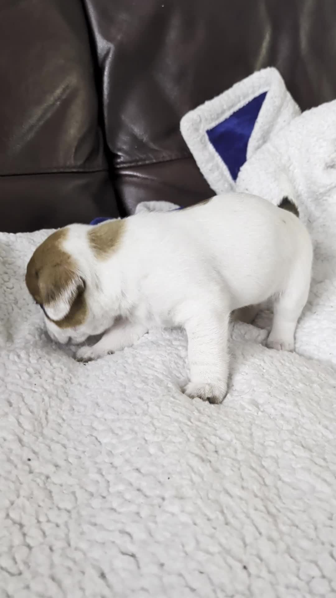 Jack Chi dogs for sale: 7 Jack Chi Puppies - Video 2
