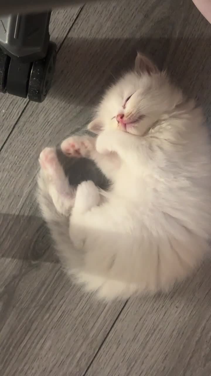 Ragdoll cats for sale: Ragdoll kittens - Video 4