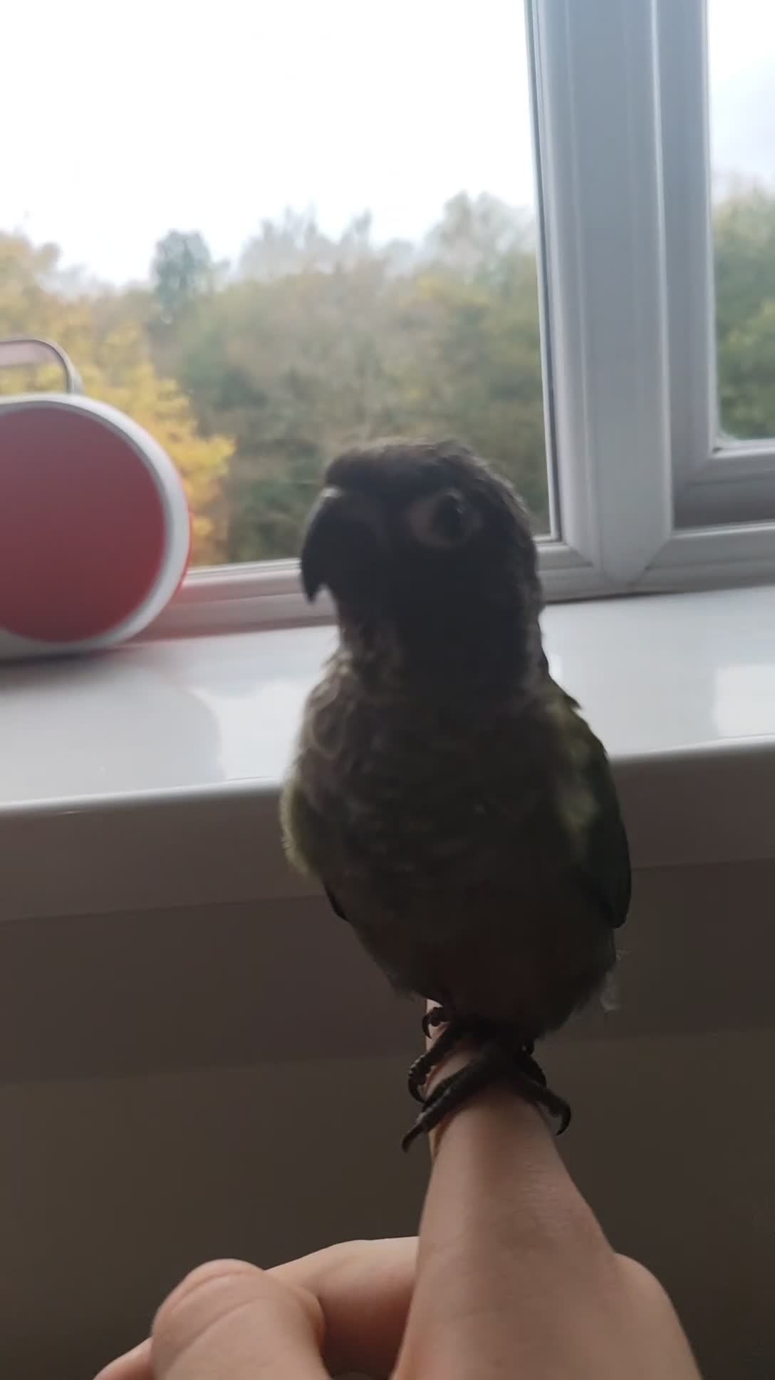 Conures birds for sale: Green cheek conure for sale. - Video 1