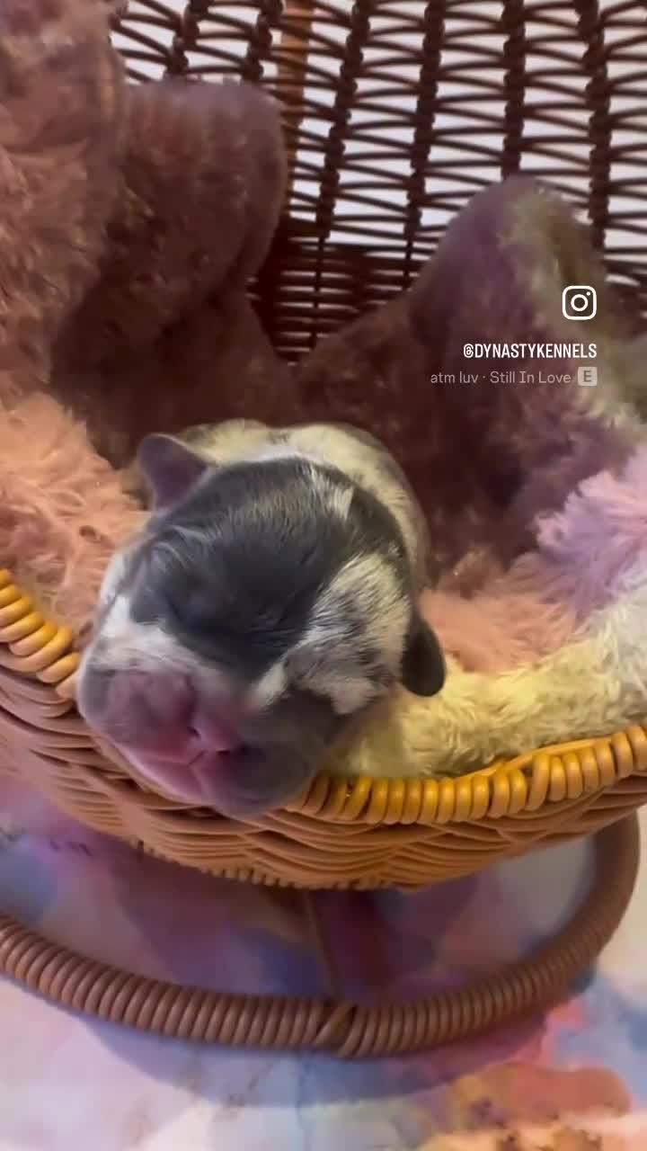 French Bulldog dogs for sale: 6 beautiful French bulldog puppies - Video 3