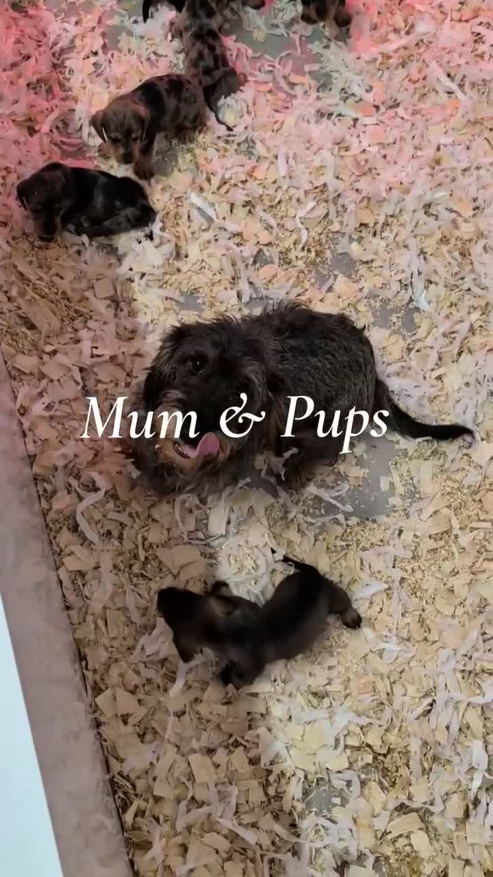 Dachshund dogs for sale: Wire-Haired Dachshund (Teckel) Puppies - Video 1