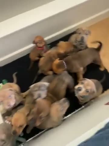 Mixed Breed dogs for sale: F5 STAFFWEILER Isabella Chocolate Lilac - Video 1