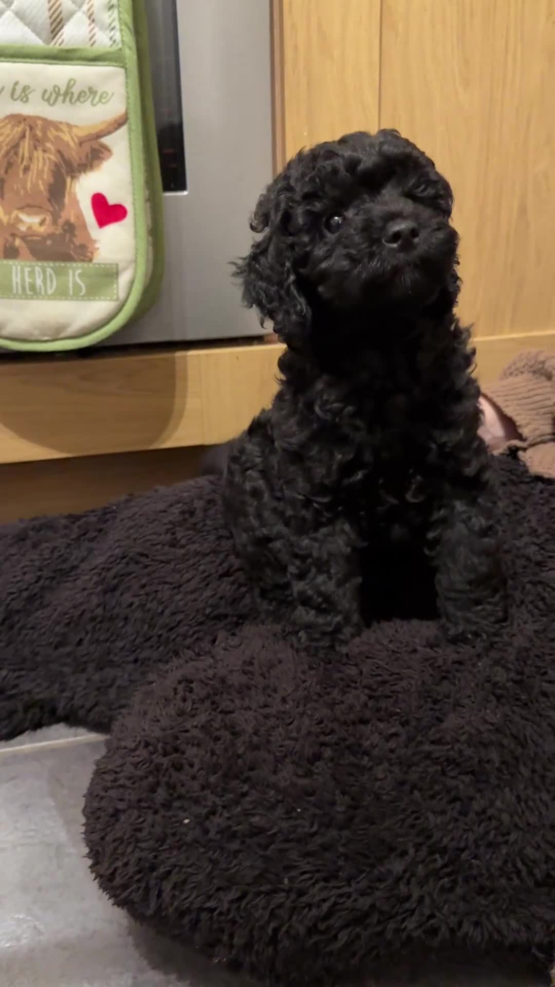 Cockapoo dogs for sale: Ready to leave *One boy left* toy cockapoo pup  - Video 1
