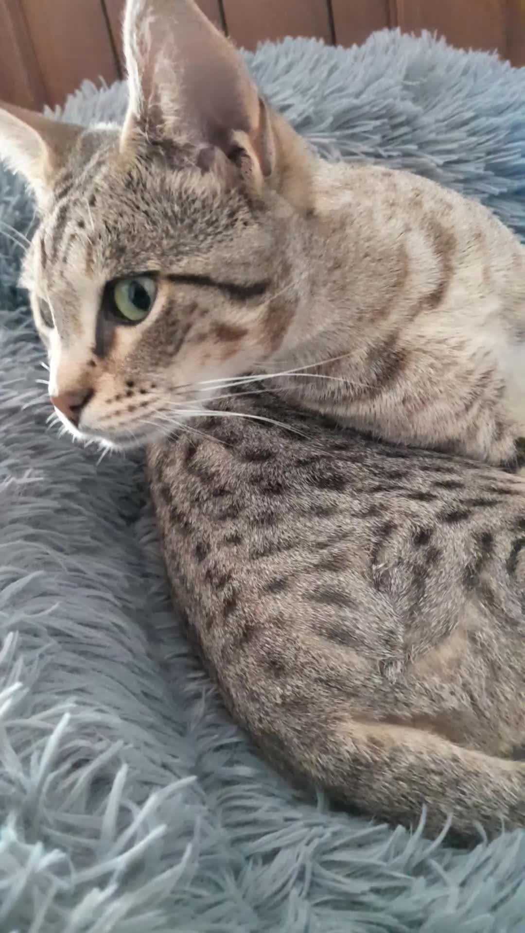 Savannah cats for sale: Beautiful F3 Pedigree Savannah Lady TICA Reg - Video 2