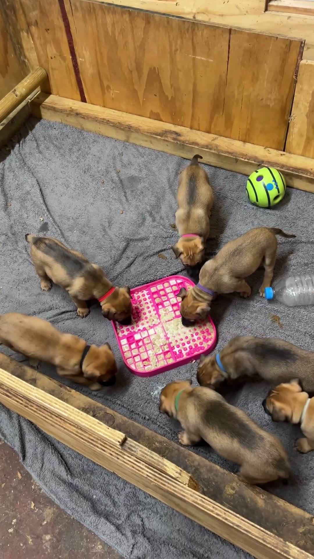 Mixed Breed dogs for sale: Working line German shepherd/dutch herder puppies  - Video 2