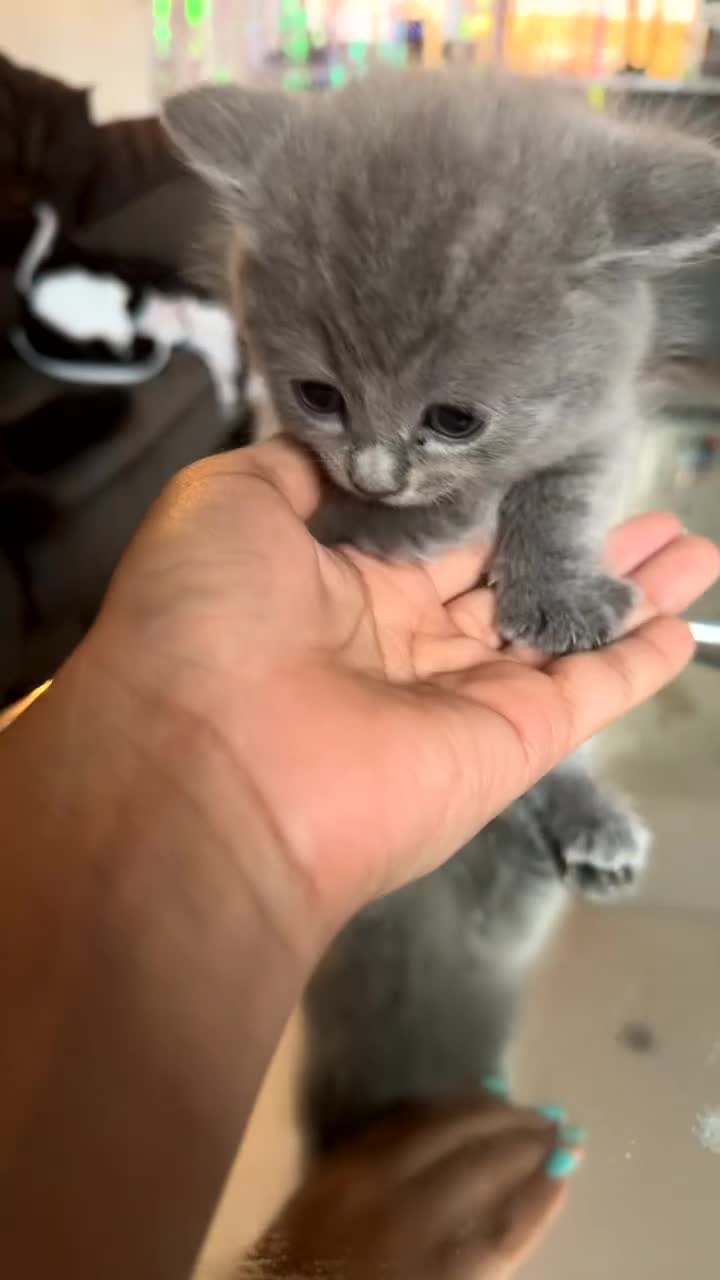 British Shorthair cats for sale: Beautiful british shorthair kittens  - Video 4