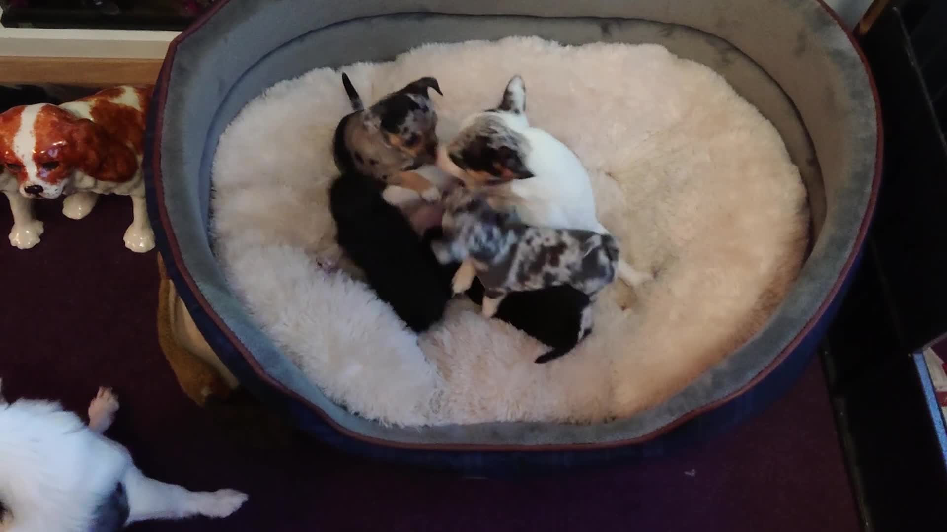 Mixed Breed dogs for sale: Chihuahua with a bit of French Bulldog puppies - Video 1