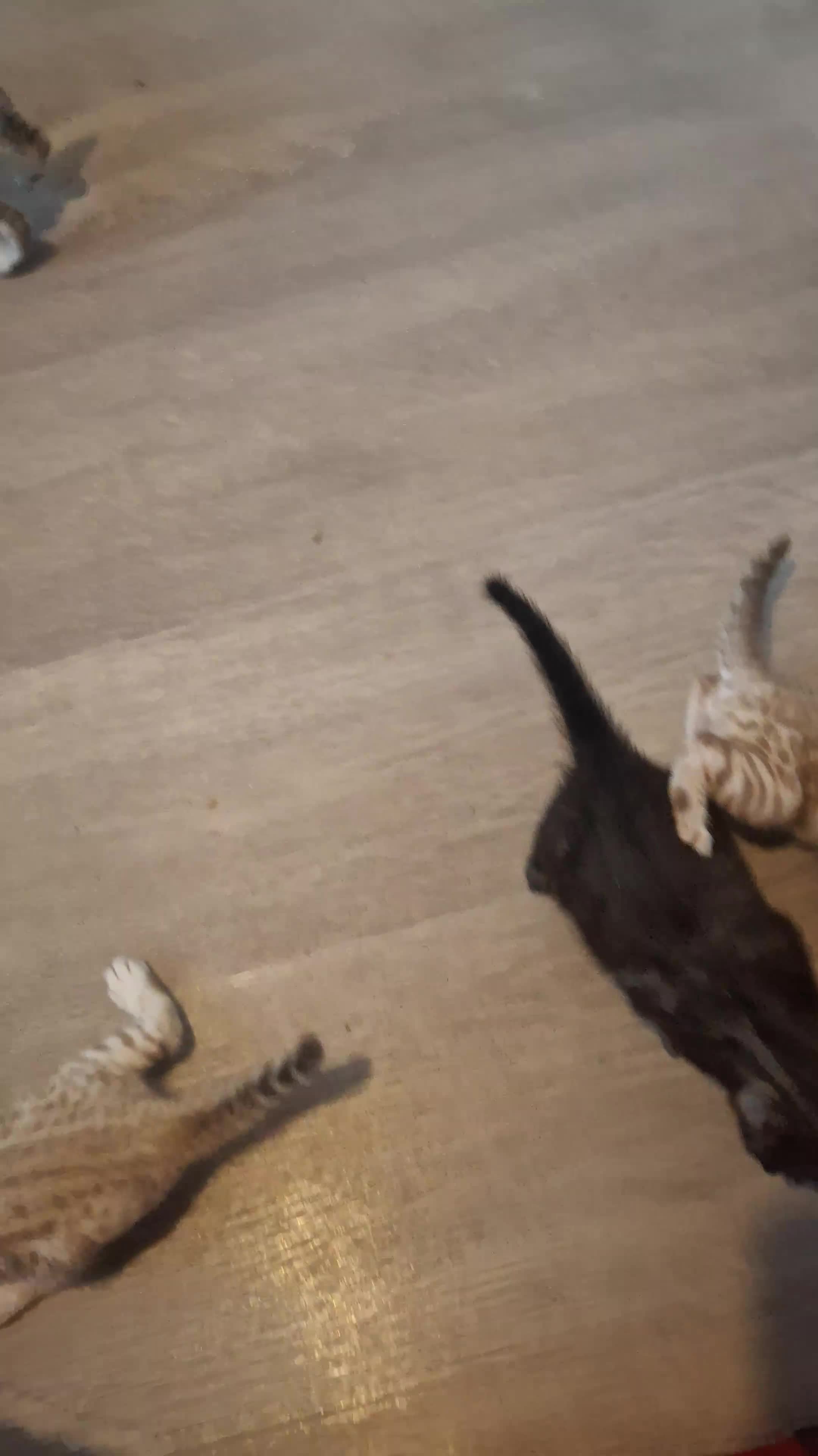 Bengal cats for sale: Beautiful bengal kittens  - Video 1