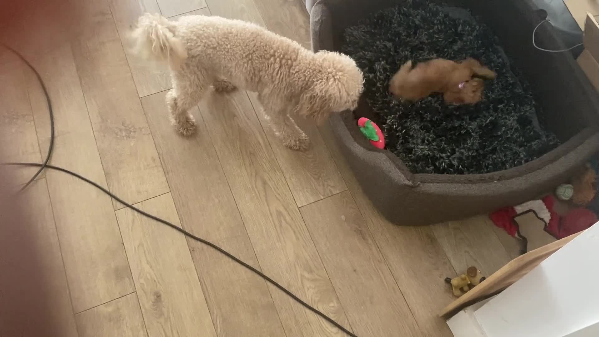 Cockapoo dogs for sale: Toy Poodle Cross Puppies, Mum & Dad Seen, London - Video 1