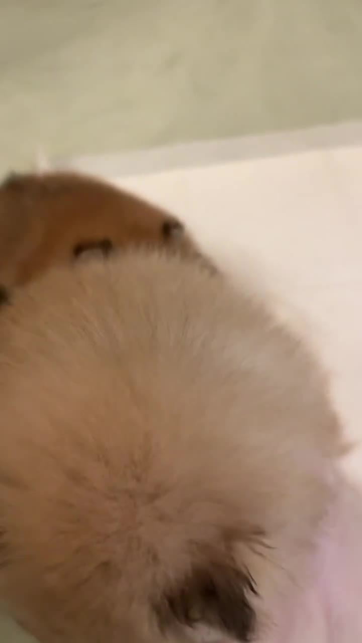 Pomeranian dogs for sale: Adorable Purebred Pomeranian Puppies – Male - Video 1