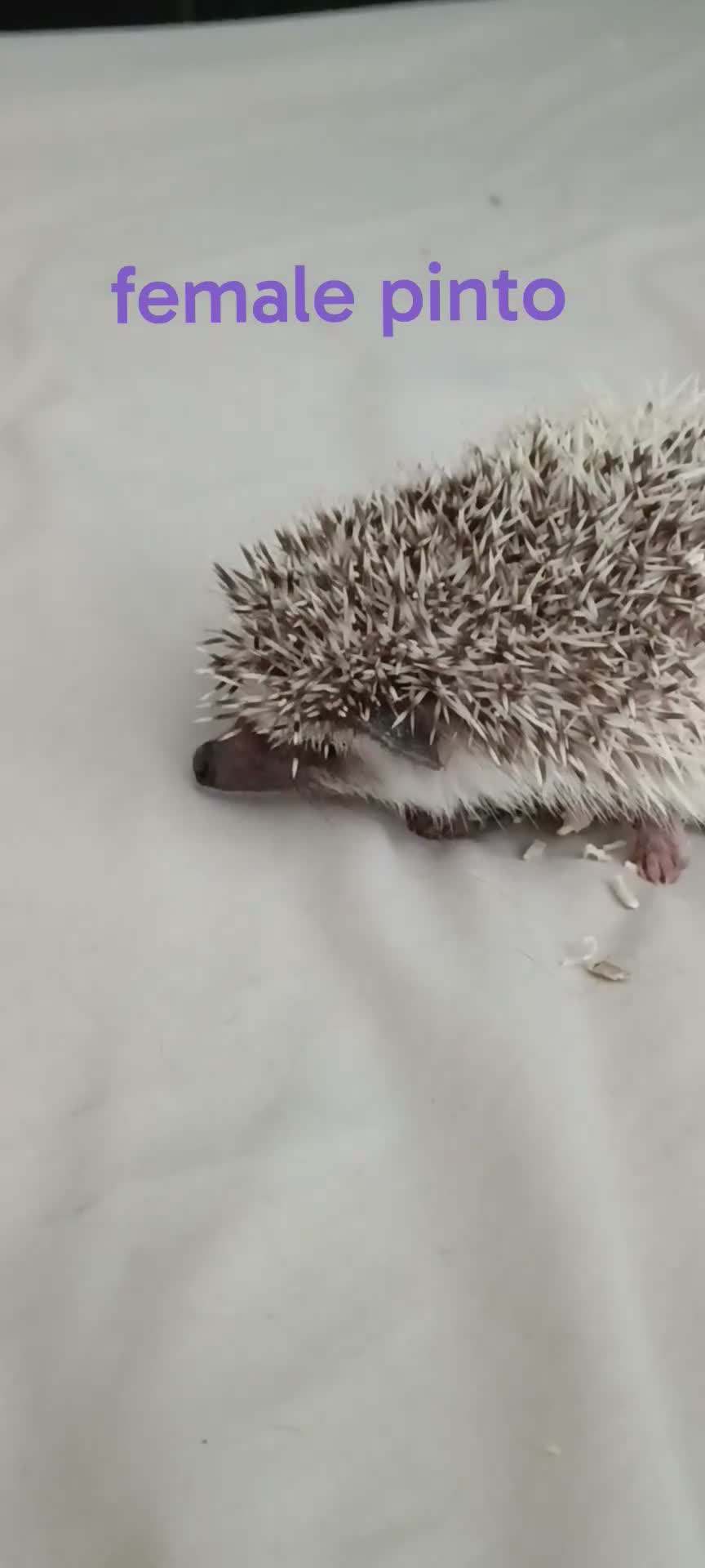 Pygmy Hedgehog rodents for sale: Baby African pygmy hedgehogs for sale  - Video 3