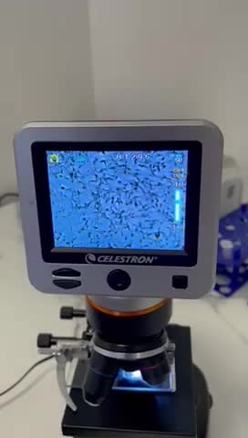 English Bulldog dogs for stud: 💙🍫FRANK🍫💙 in Southampton - Video 1