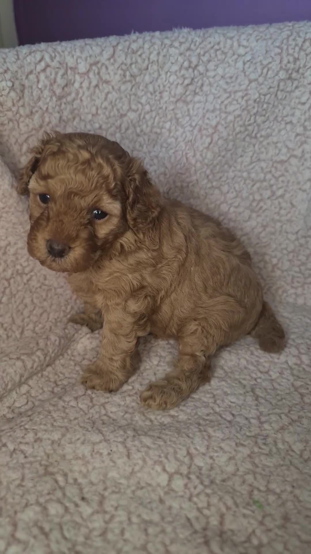 Toy Poodle dogs for sale: Mini TOY POODLES Last one boy available - Video 2