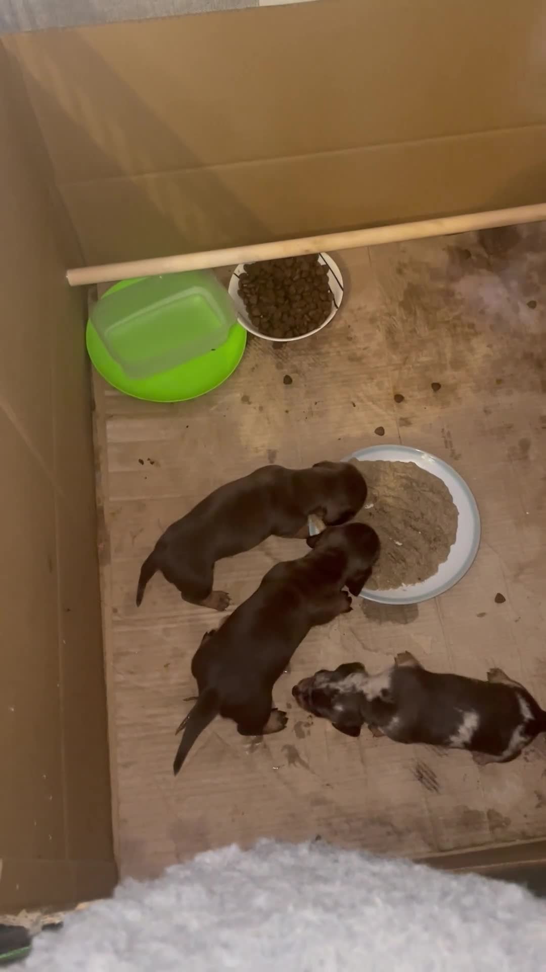 Dachshund dogs for sale: Miniature Dachshund pups - Video 1