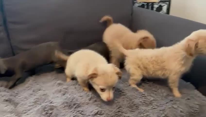 Mixed Breed dogs for sale: 5 beautiful chiweenies  - Video 2