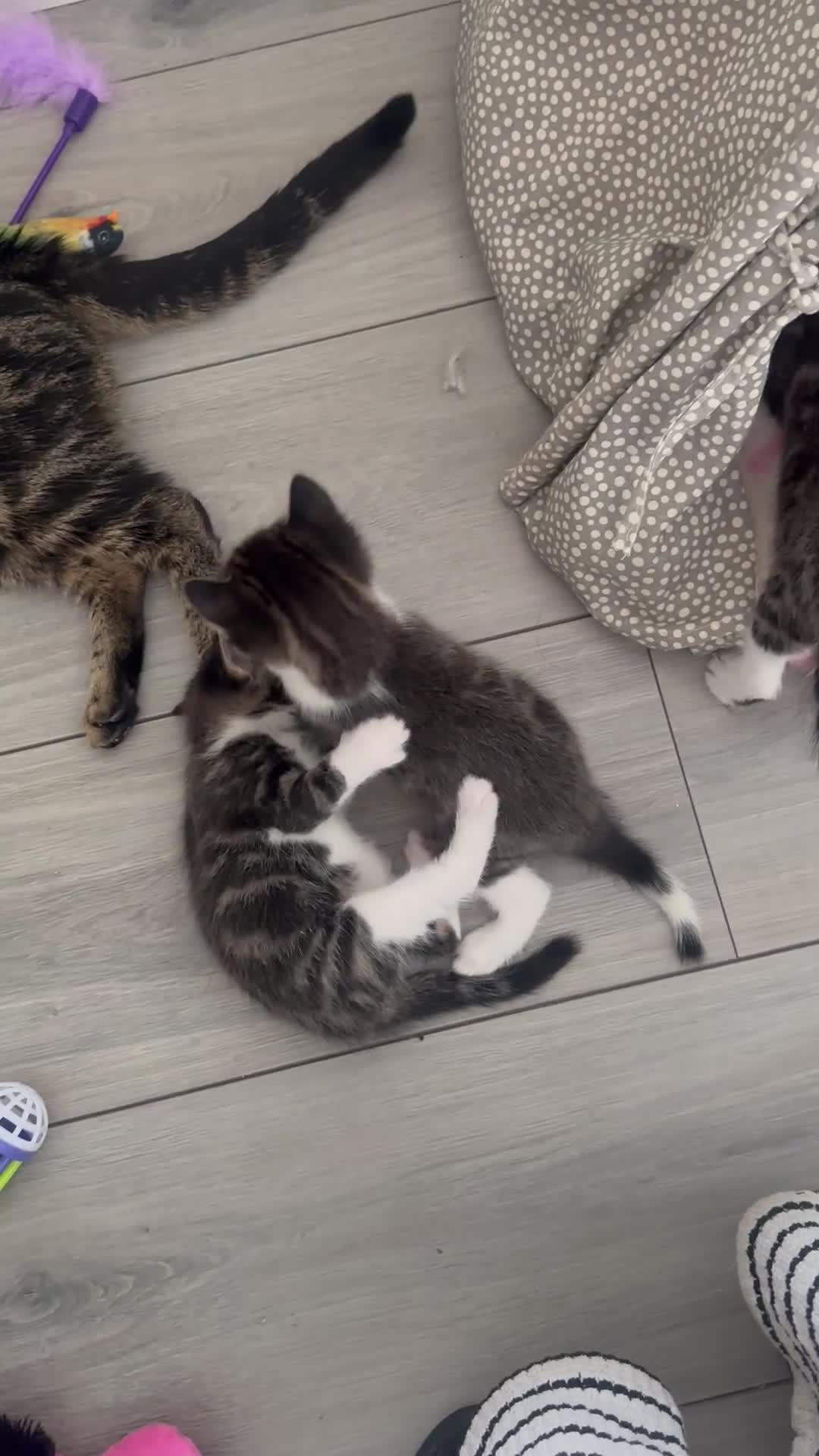 Mixed Breed cats for sale: 5 week old kittens -2 girls and 1 boy  - Video 2