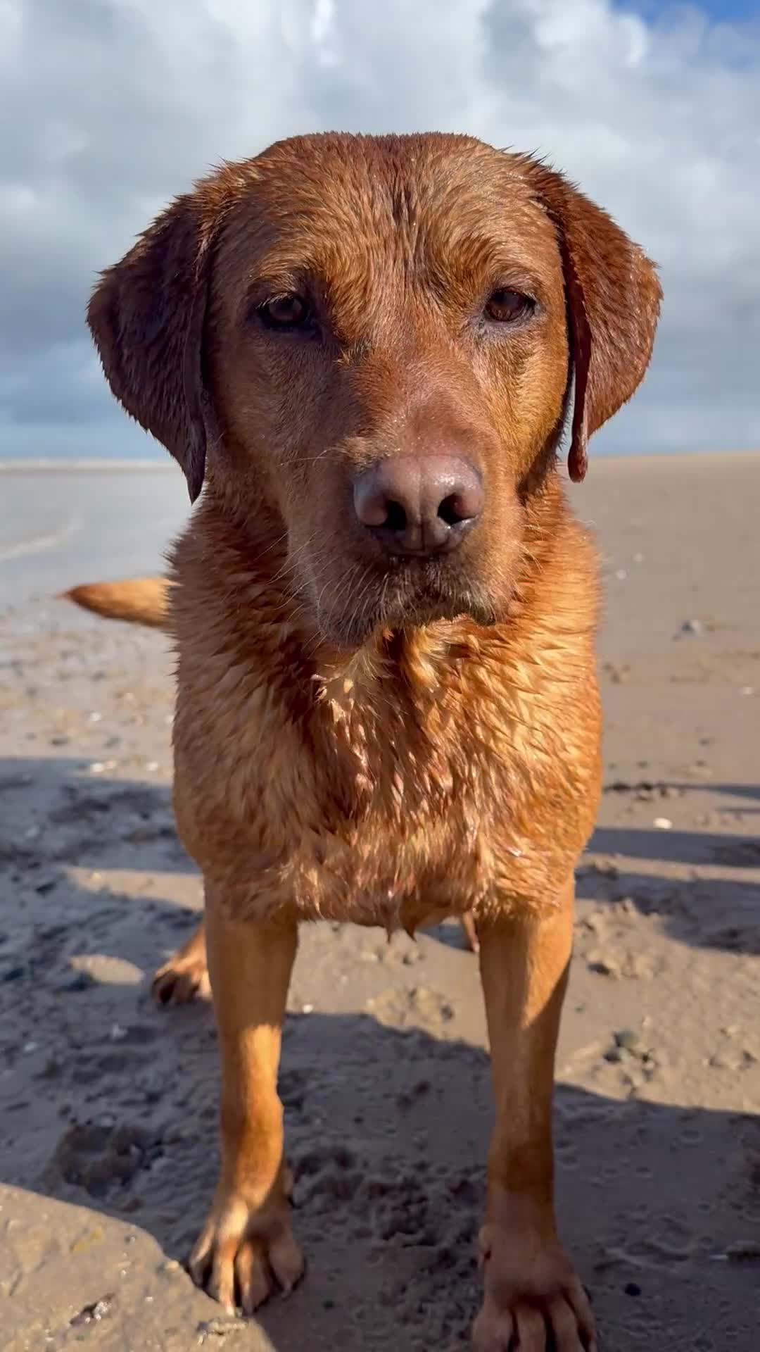 Labrador Retriever dogs for sale: Superb working lab pups parents health tested  - Video 1