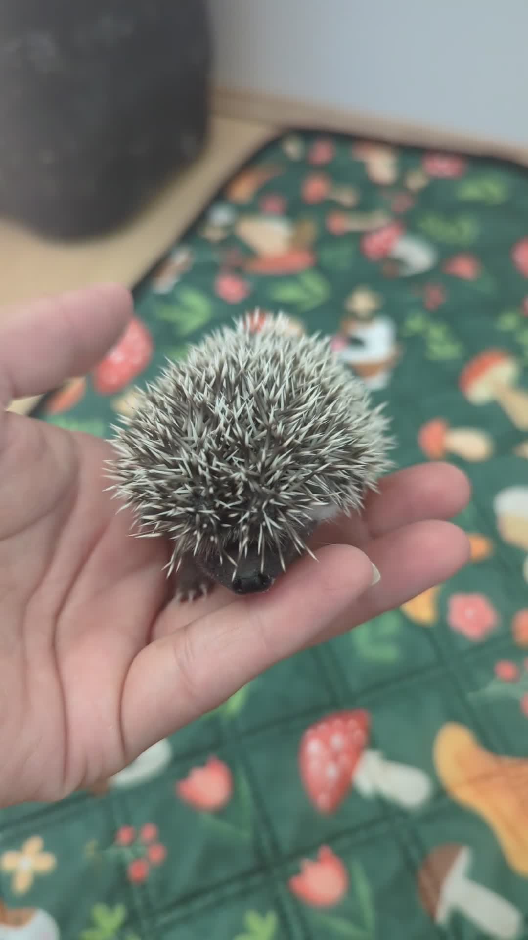 Pygmy Hedgehog rodents for sale: African pygmy hedgehog babies - regularly for sale - Video 1