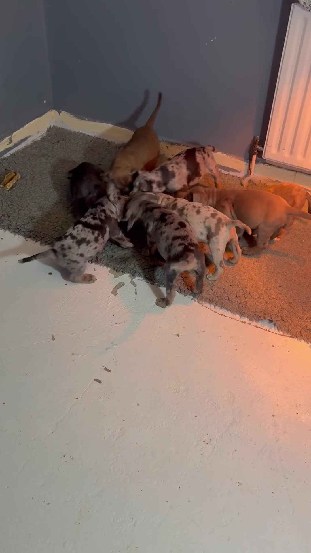 Olde English Bulldogge dogs for sale: 8 week old Olde English Bulldogges  - Video 2