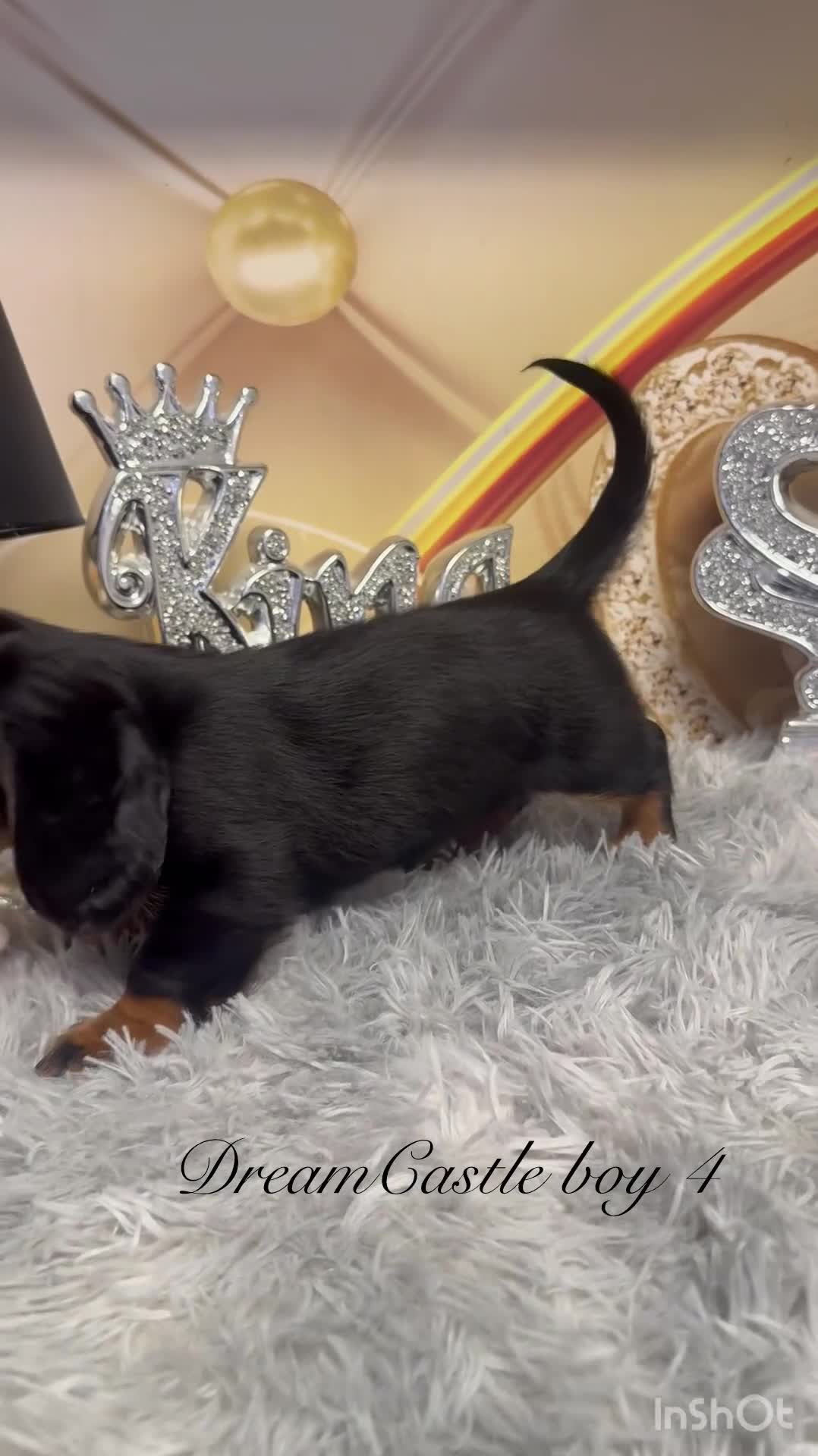Miniature Dachshund dogs for sale: KC reg ready now long coat puppies  - Video 2