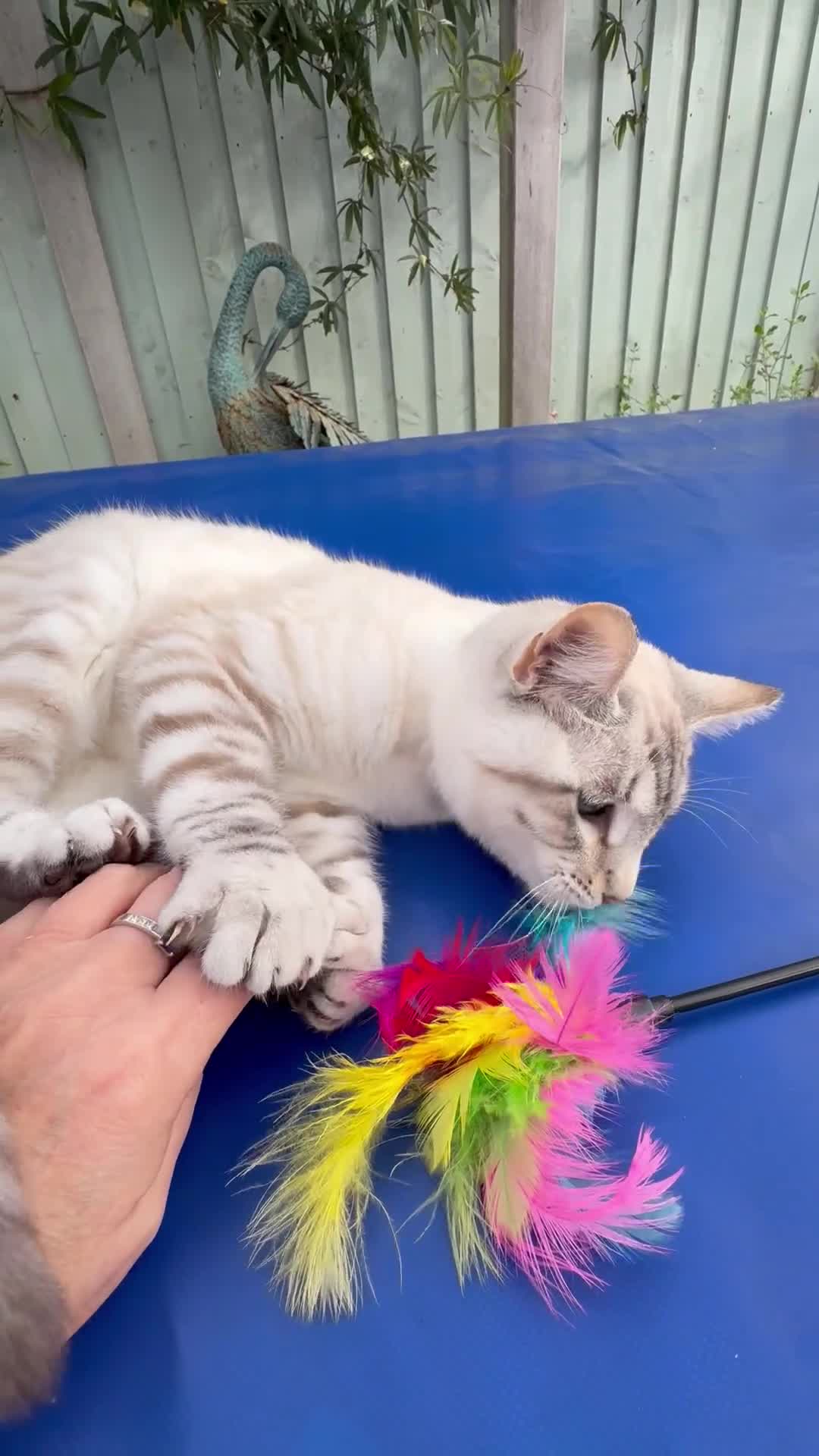 Keetso cats for sale: Gorgeous keetso female  - Video 2