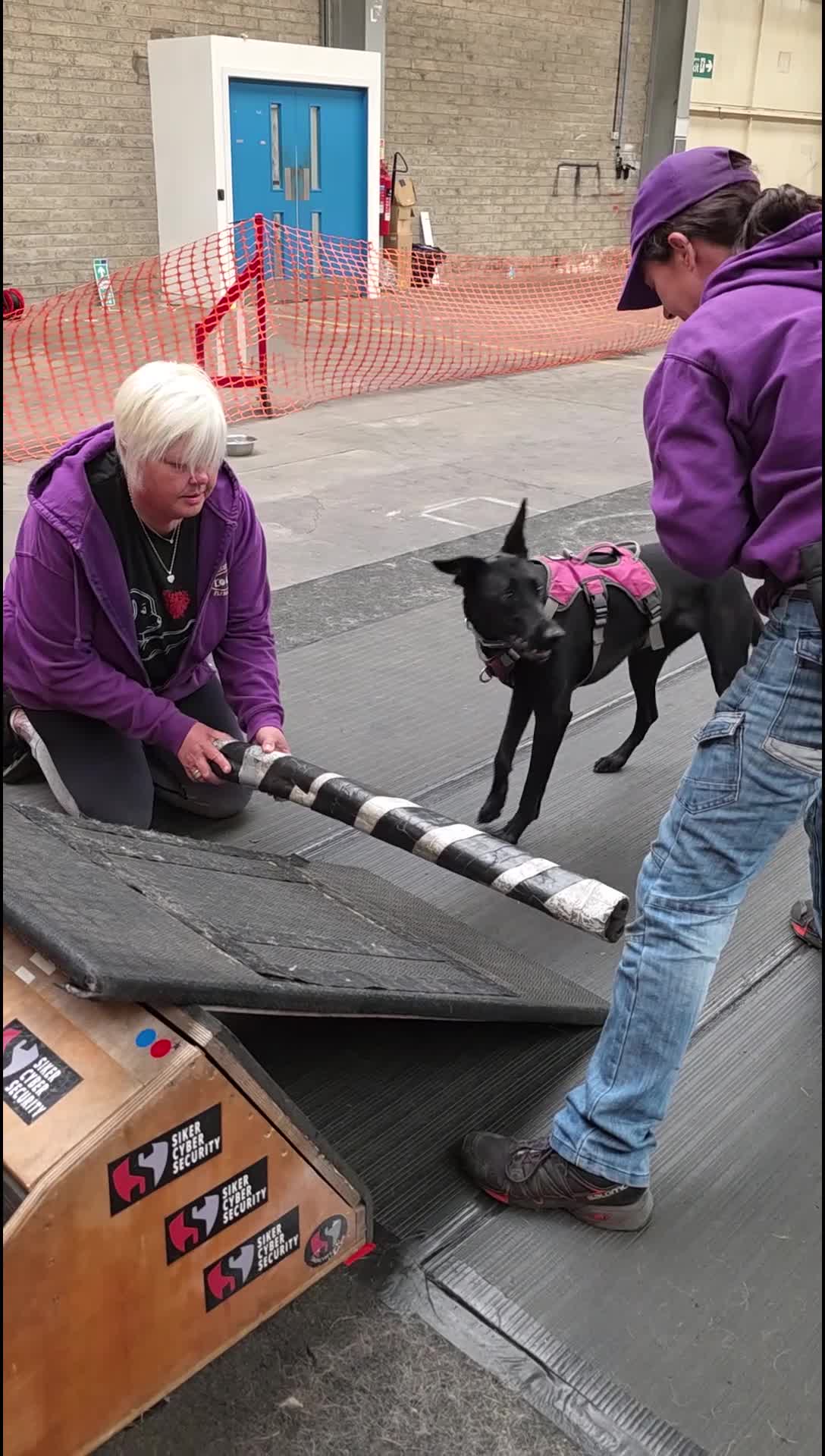 Lurcher dogs for adoption: DAPHNE, female lurcher in rescue - Video 1