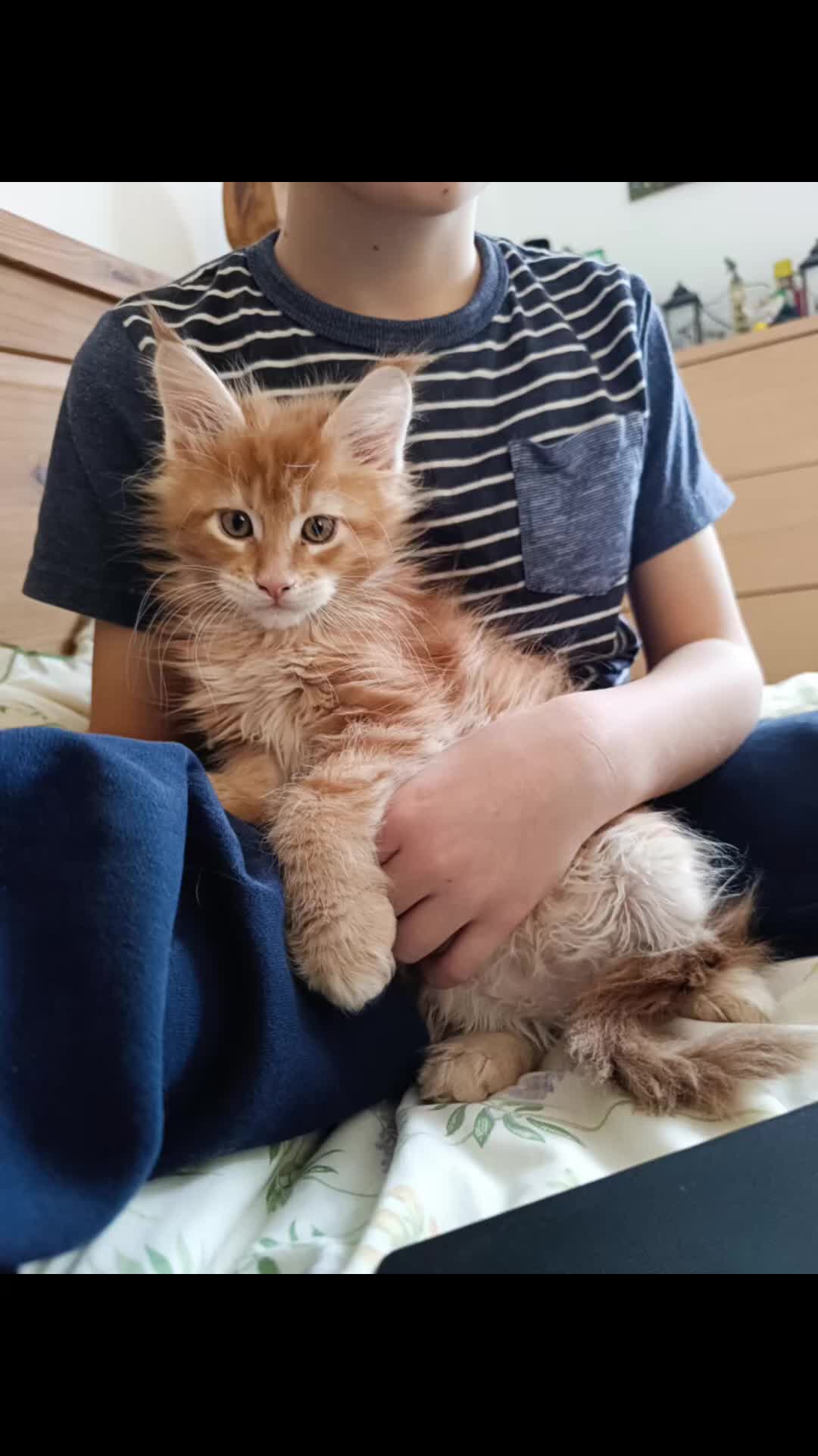 Maine Coon cats for sale: Boy, male Maine Coon  - Video 1