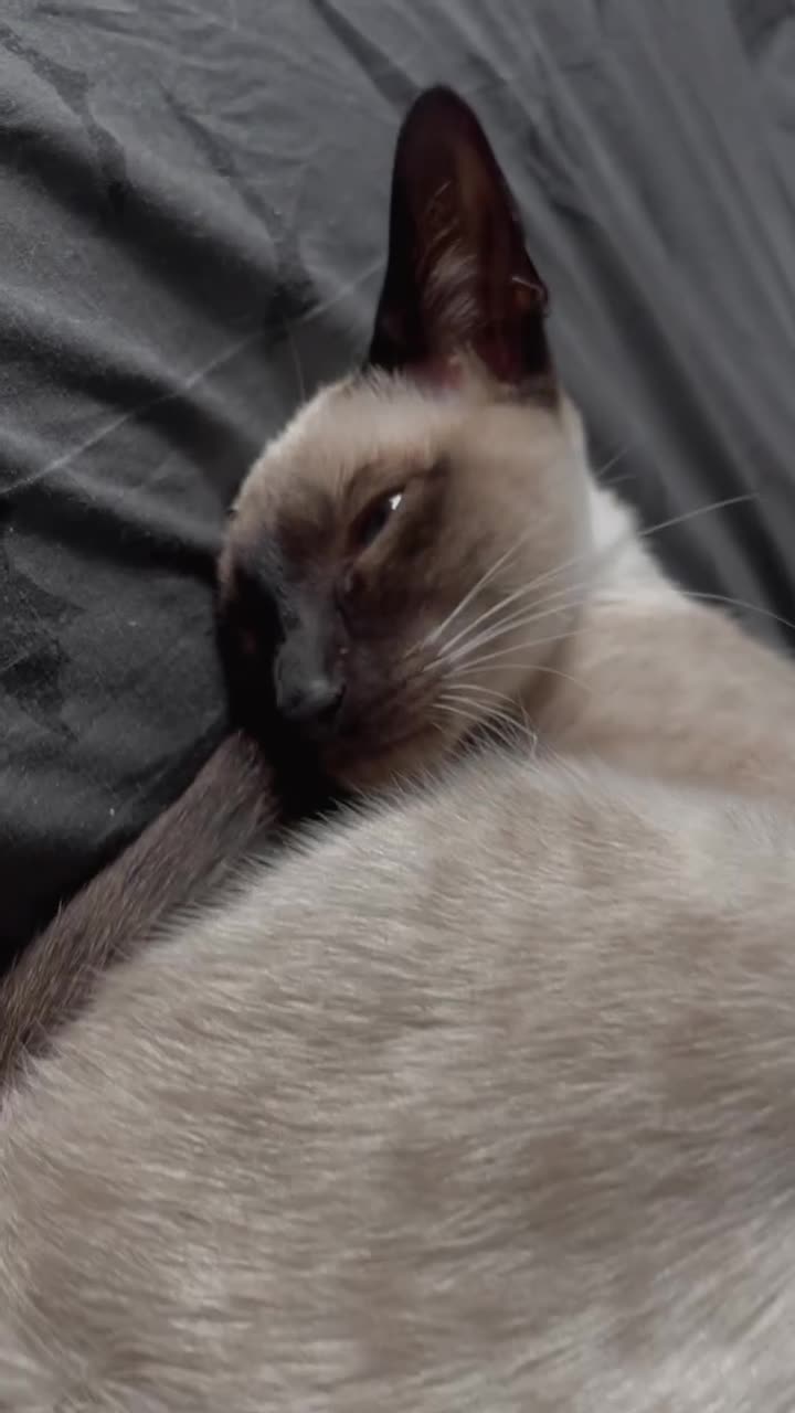 Siamese cats for sale: Siamese cat 1year old  - Video 1