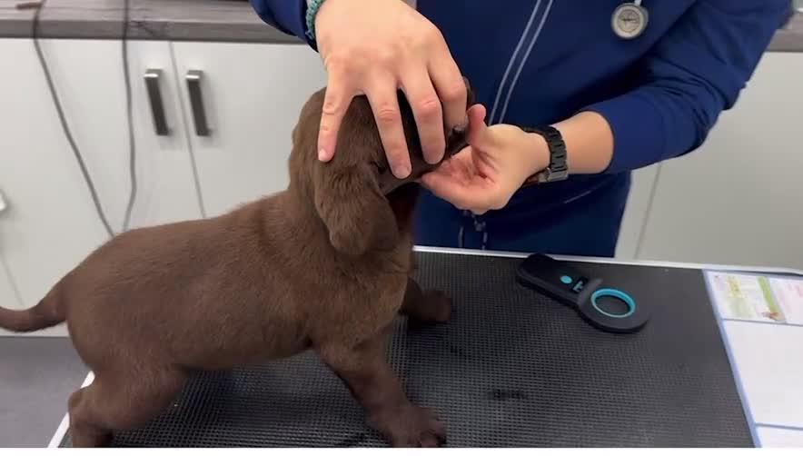 Labrador Retriever dogs for sale: Chunky Chocolate Girls Looking 4 Forever Families - Video 3