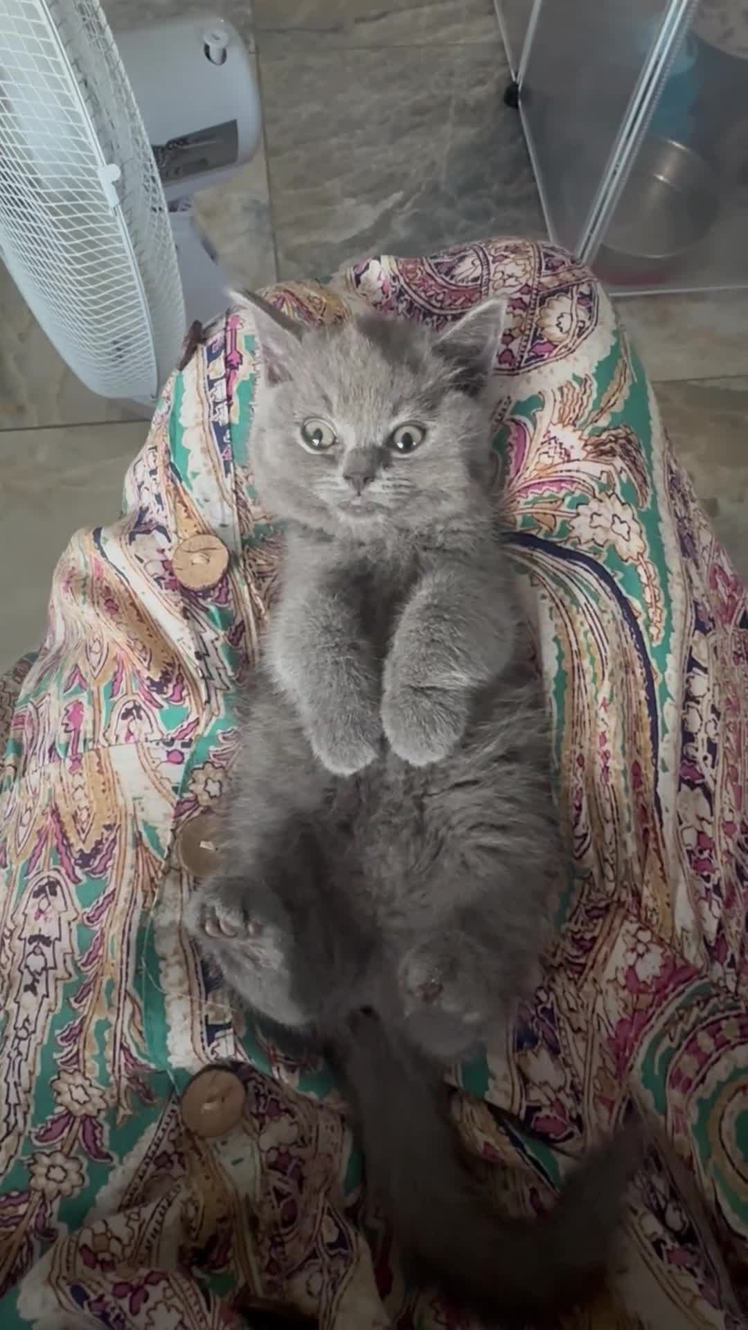 British Shorthair cats for sale: British shorthair x ragdoll - ready now  - Video 1
