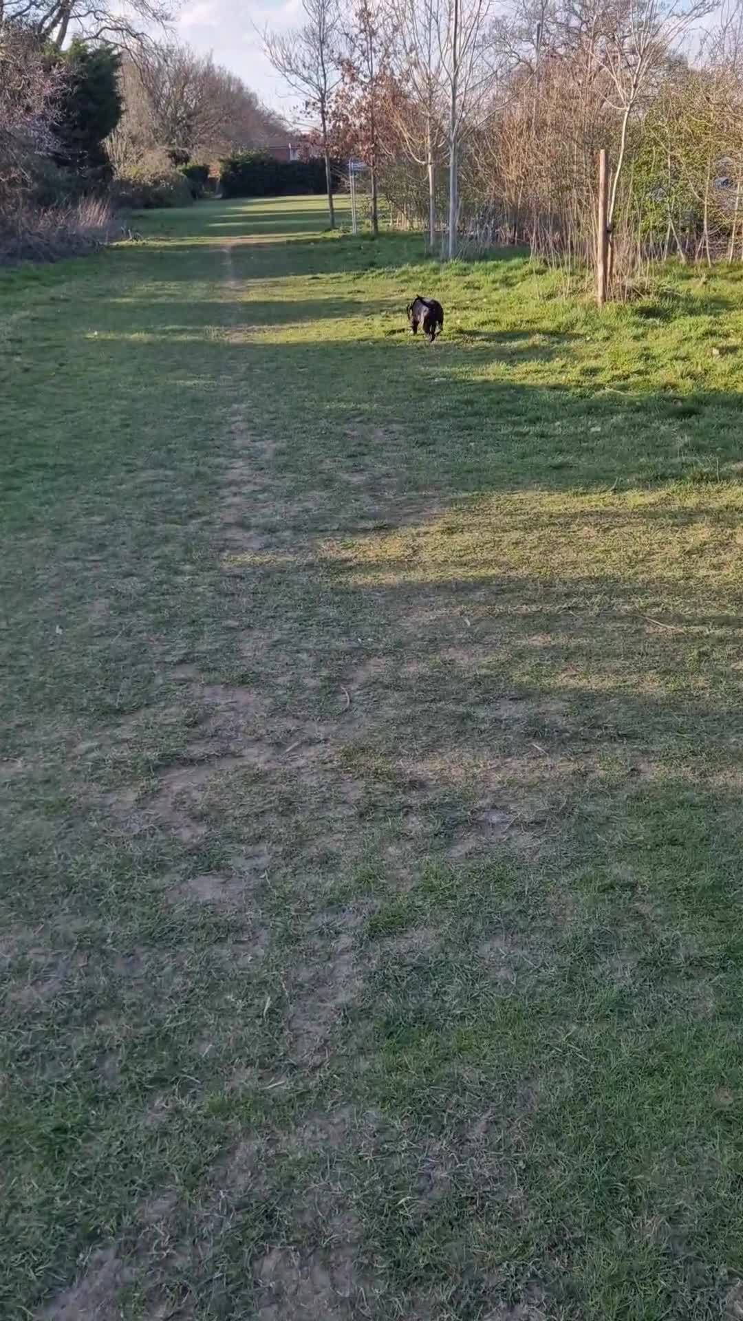 Staffordshire Bull Terrier dogs for sale: Black KC Reg Staffordshire Bull Terrier Male - Video 1