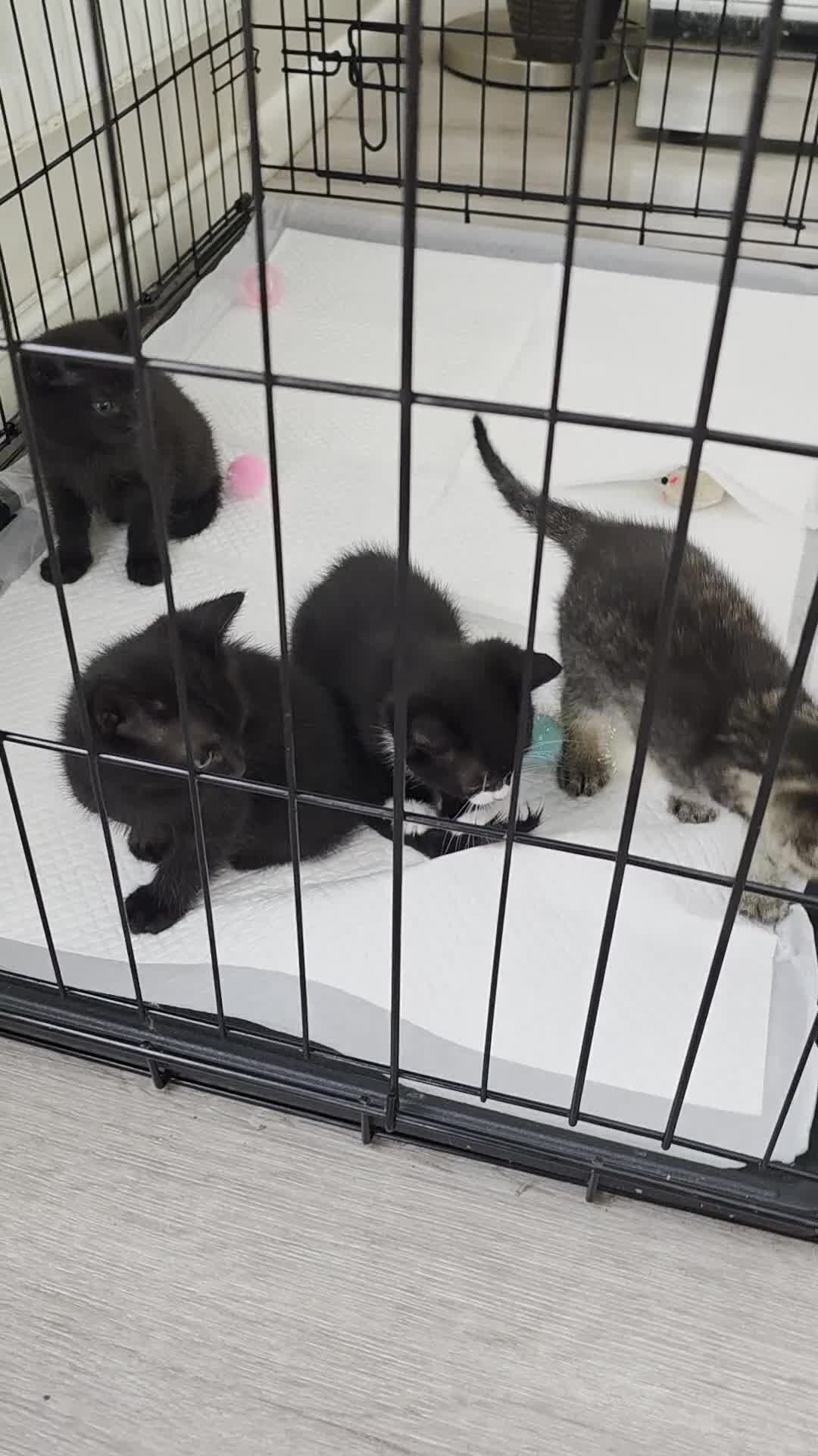 Russian Blue cats for sale: Russian tabys - Video 1