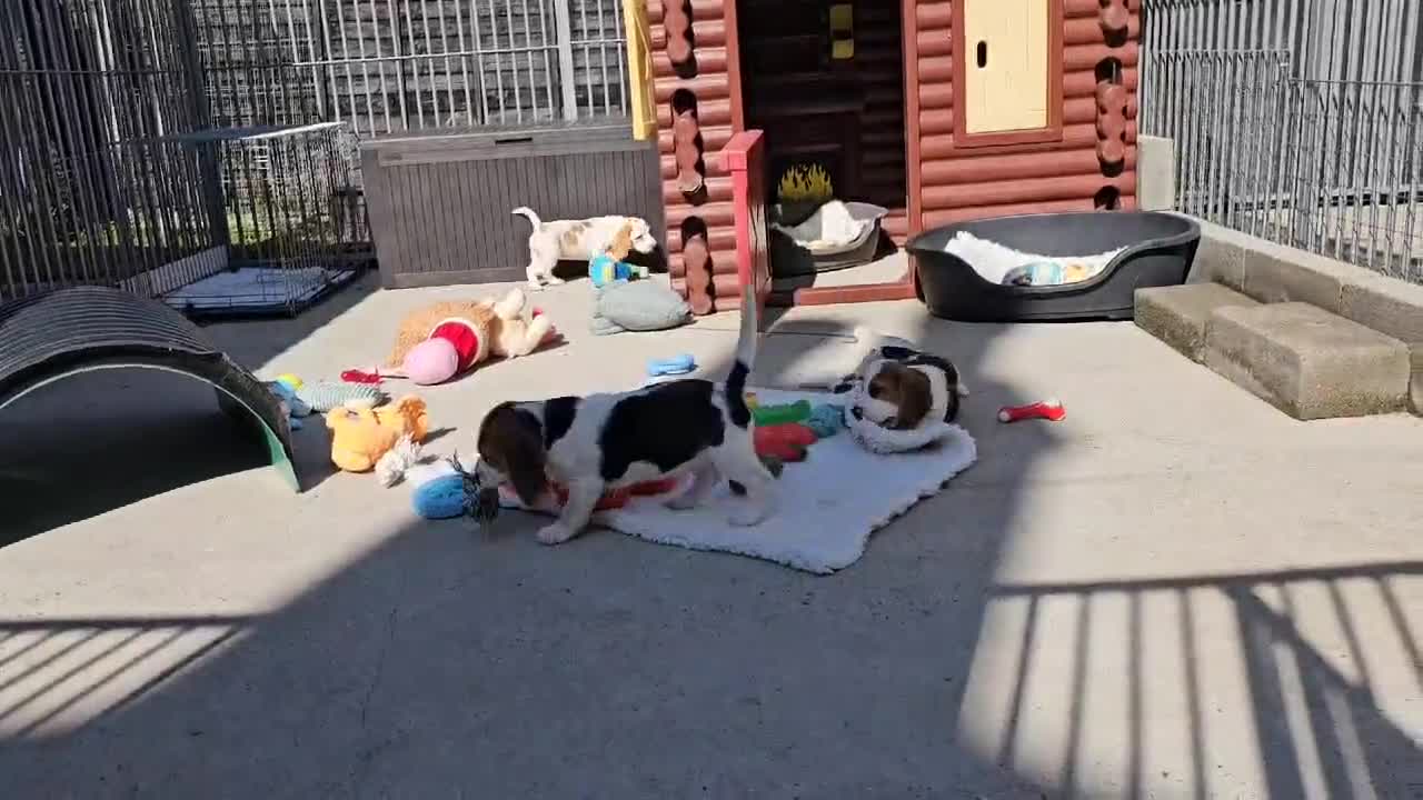 Beagle dogs for sale: Stunning KC Reg Beagle Pups - Ready Now - Video 2