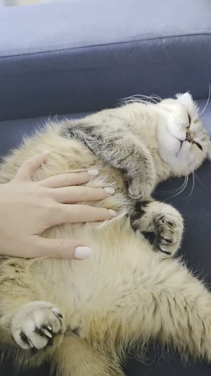 Scottish Fold cats for sale: Tabby Scottish Fold Girl - Forever Home Wanted  - Video 1