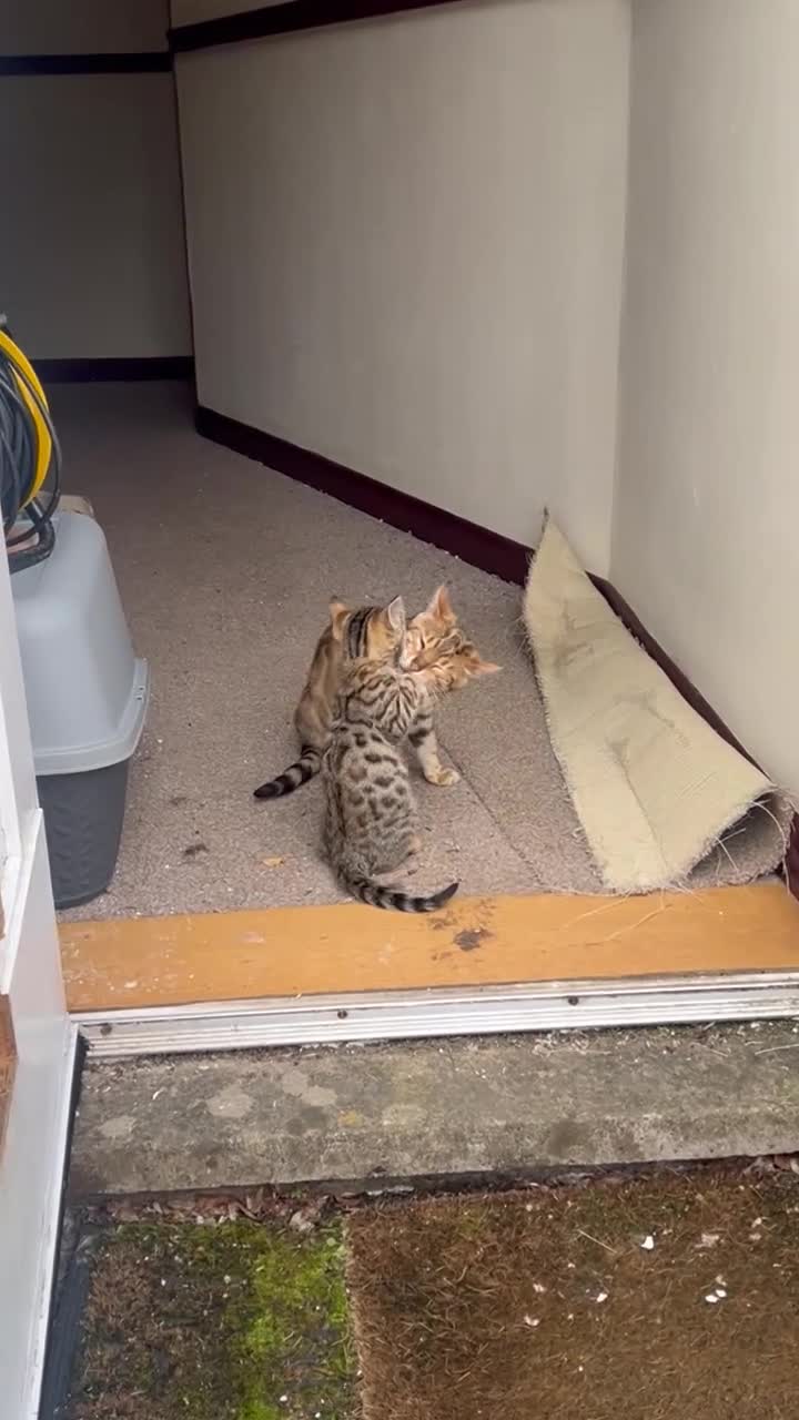 Bengal cats for sale: Stunning Bengal Kittens Only 1 left - Video 2