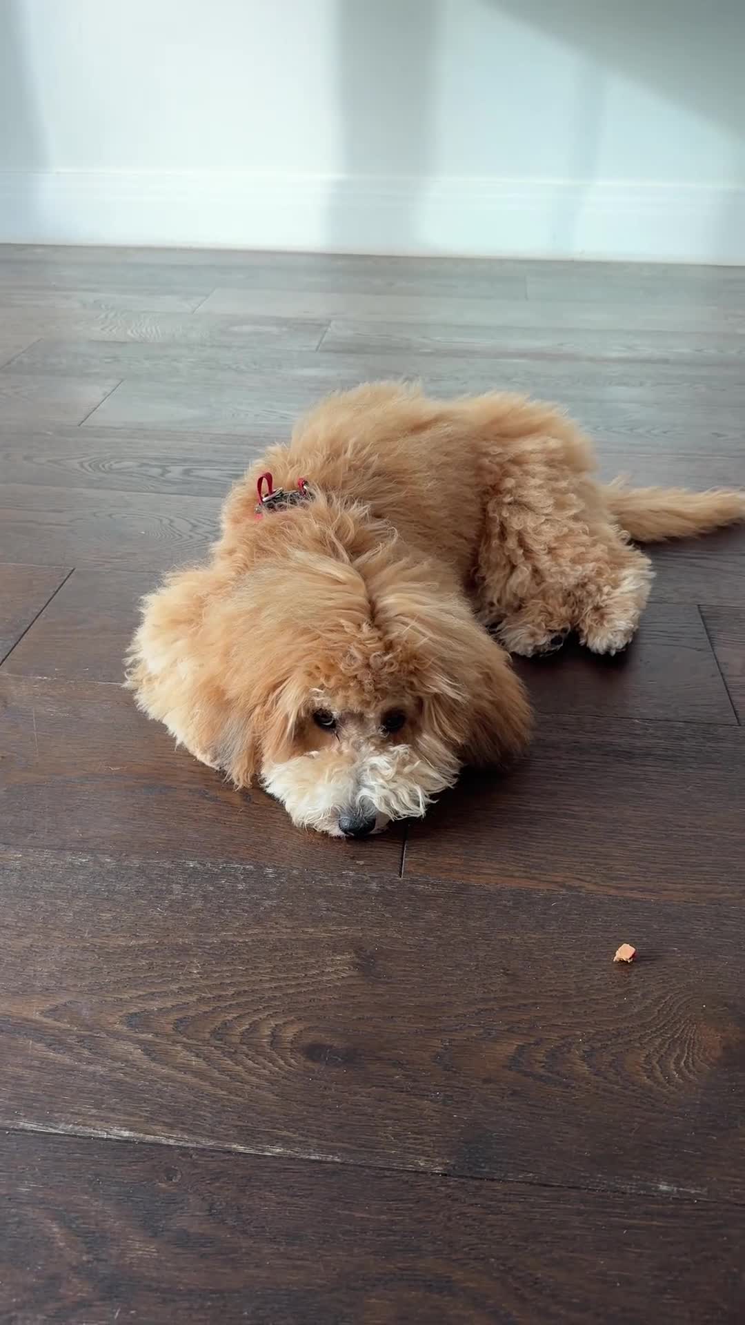 Maltipoo dogs for sale: Maltipoo Male - Video 2