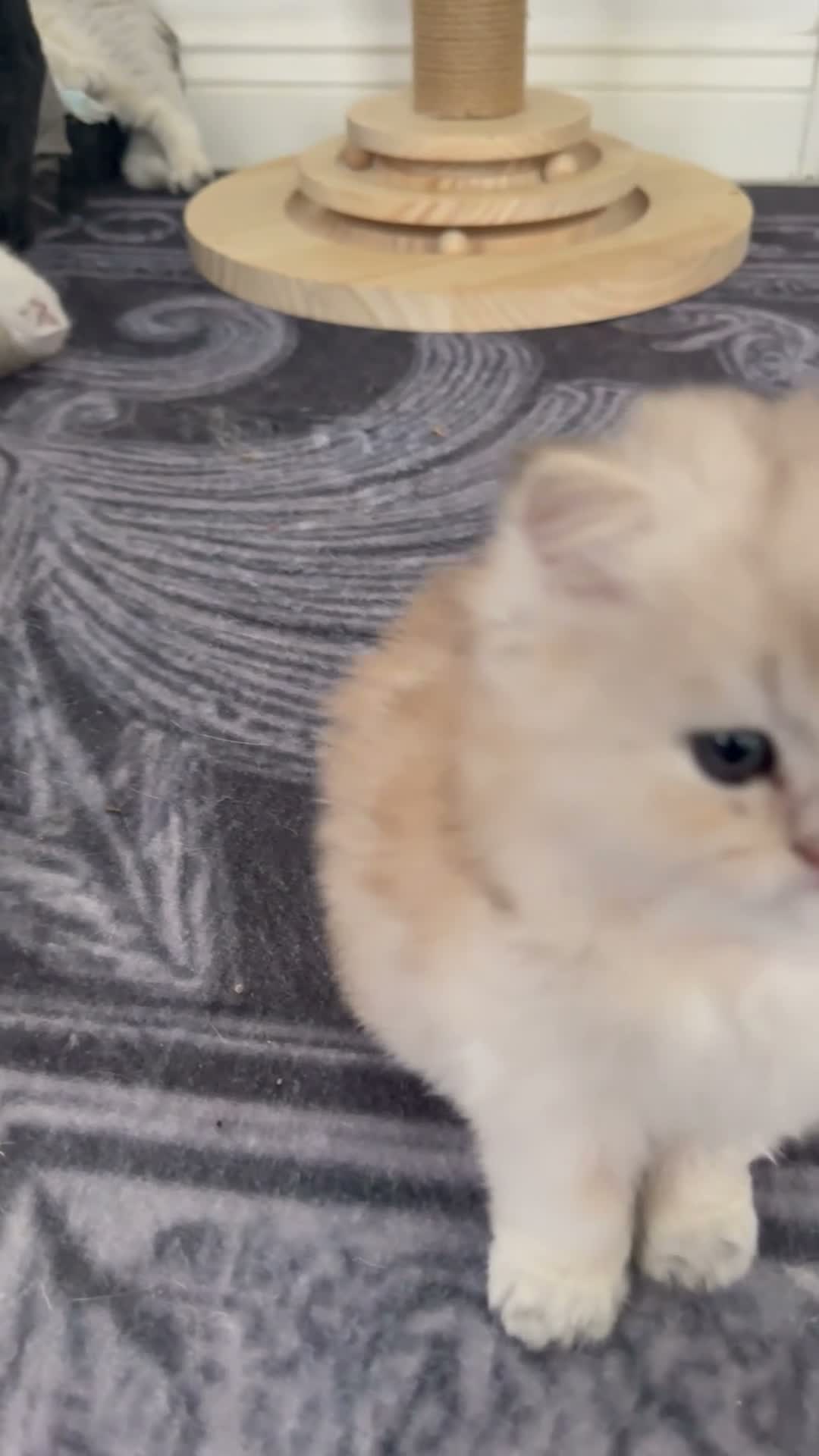 Scottish Fold cats for sale: stunning Scottish Fold and  Straight kittens - Video 2