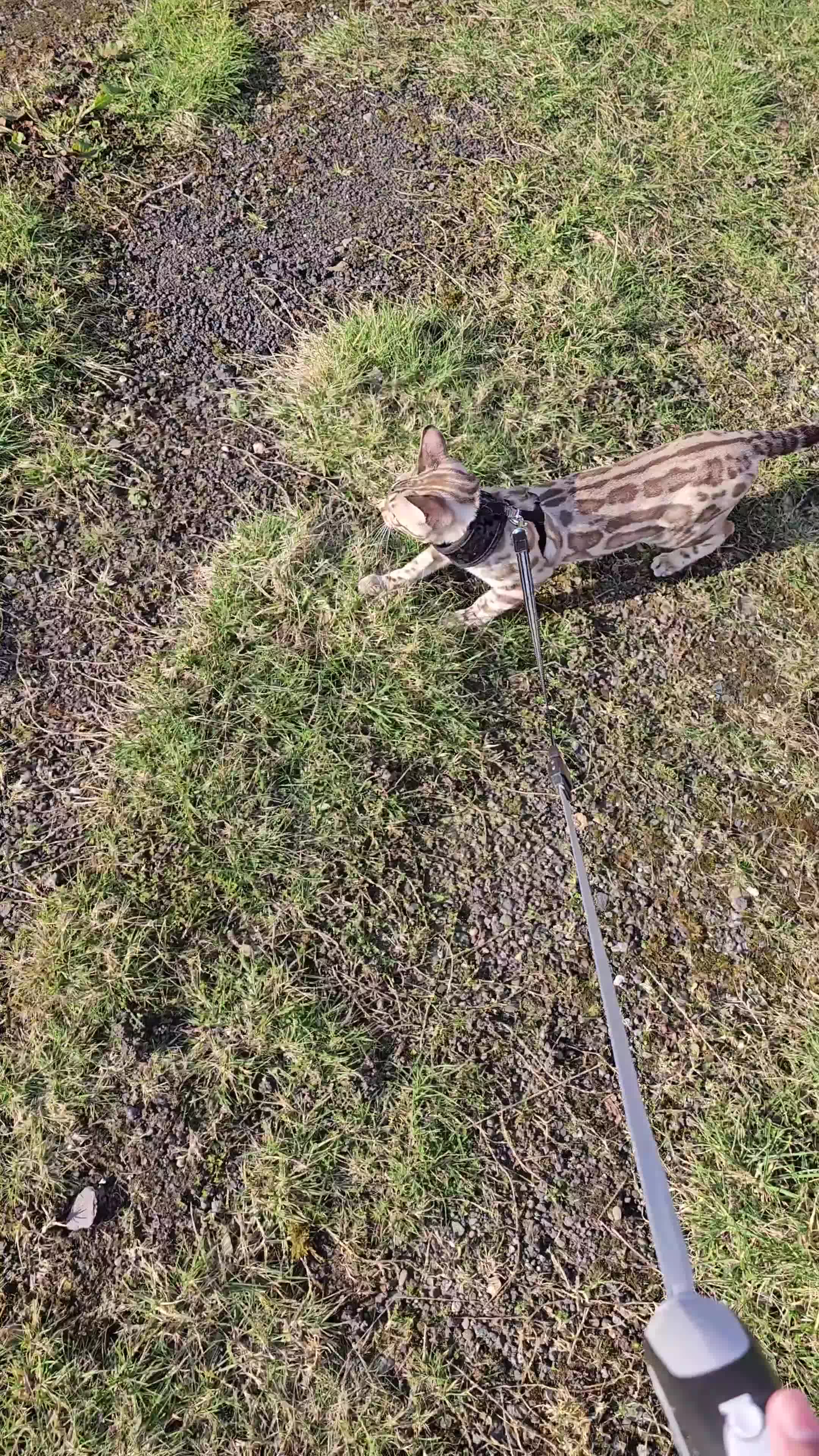 Bengal cats for sale: Stunning Snow bengal for sale!! - Video 1