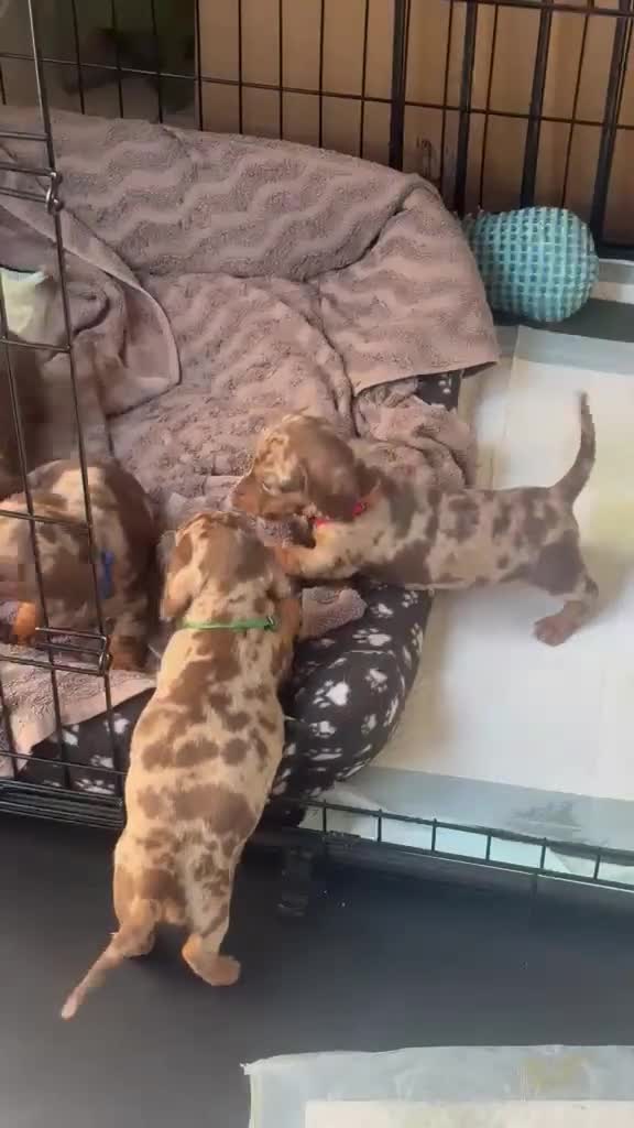 Miniature Dachshund dogs for sale: Beautiful pups from an experienced home  - Video 1