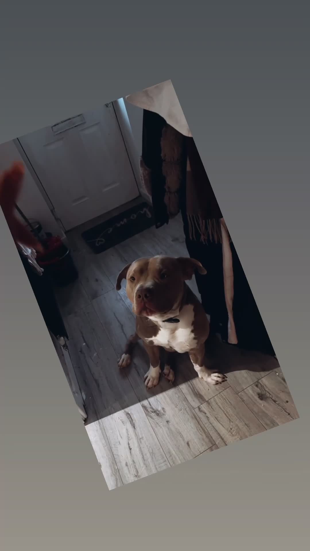 Mixed Breed dogs for sale: Max is a cross breed bully/staff  - Video 1