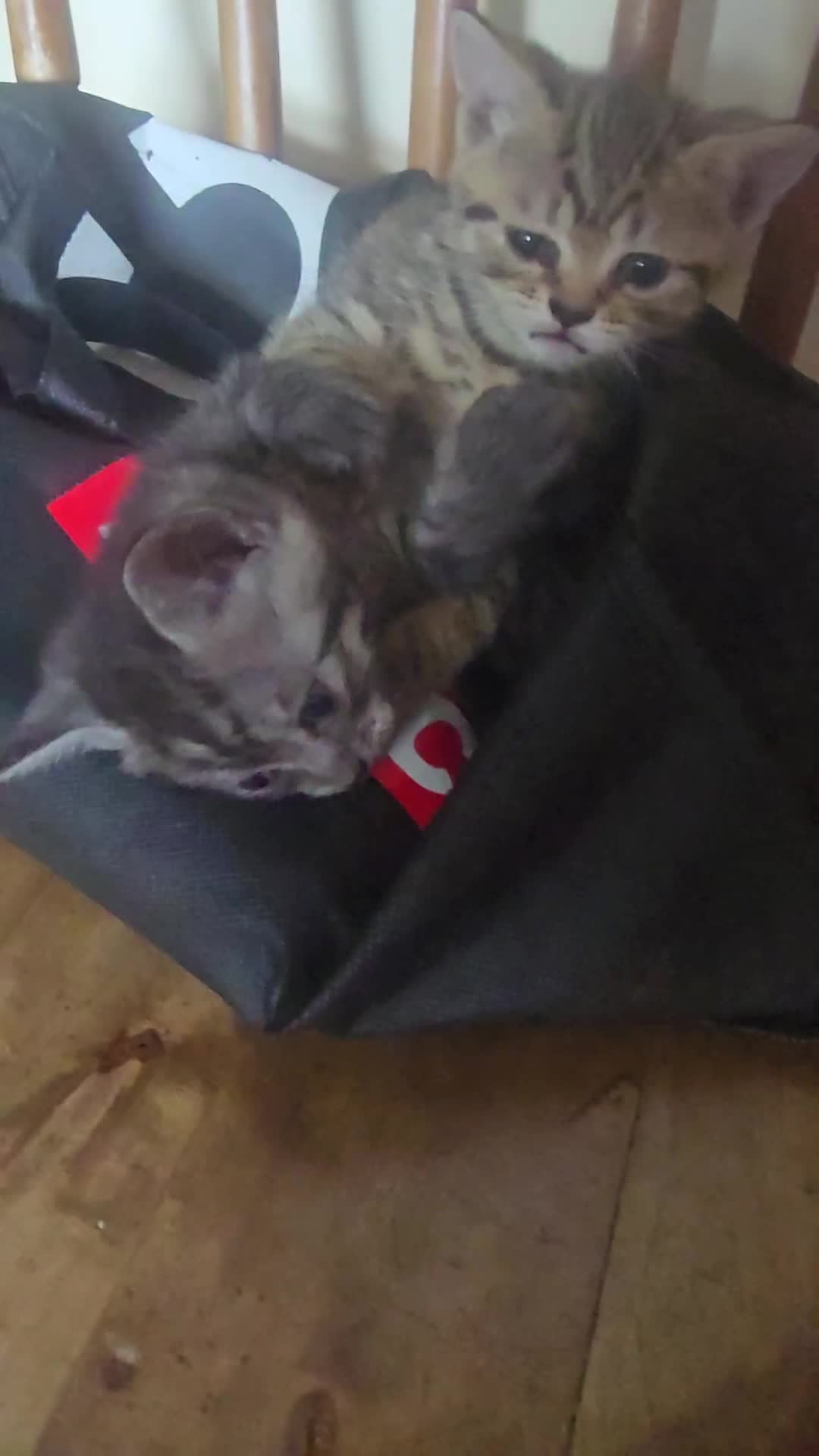 Mixed Breed cats for sale: Beautiful kittens  - Video 3